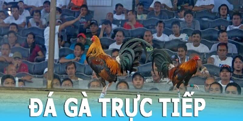 Đá gà trực tiếp