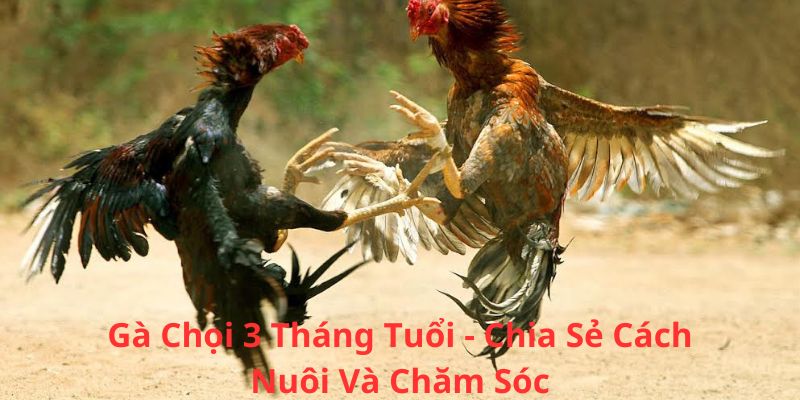 gà chọi 3 tháng tuổi