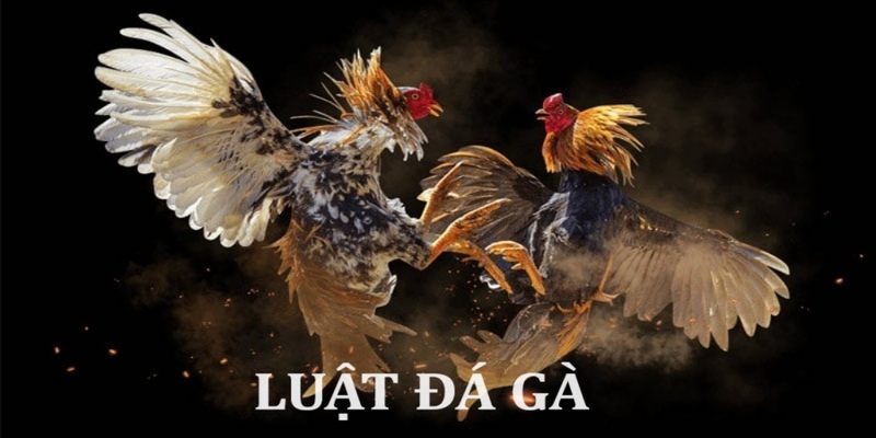 luật đá gà