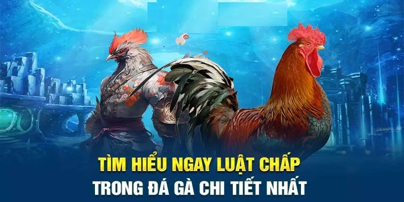 luật đá gà