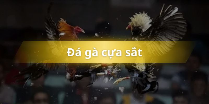 đá gà cựa sắt