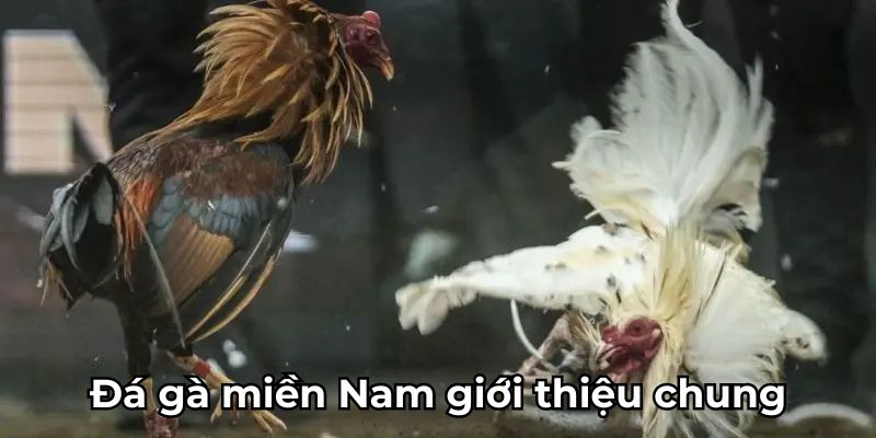 đá gà miền Nam