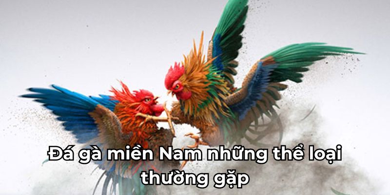 đá gà miền Nam