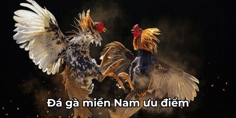 đá gà miền Nam