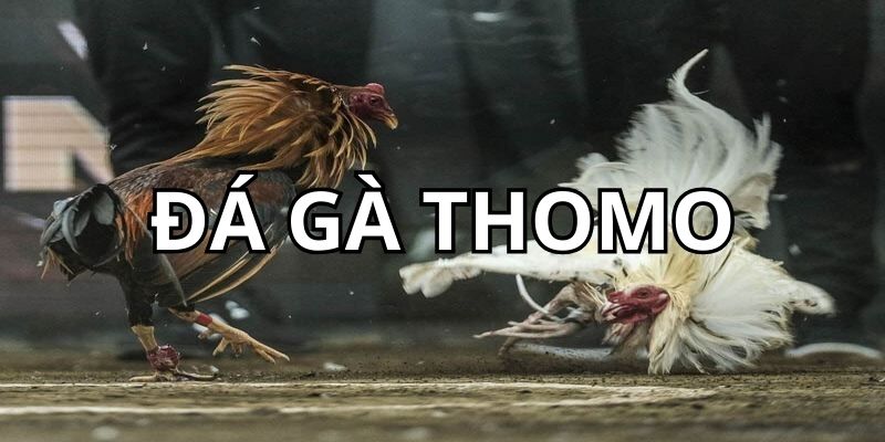 đá gà Thomo